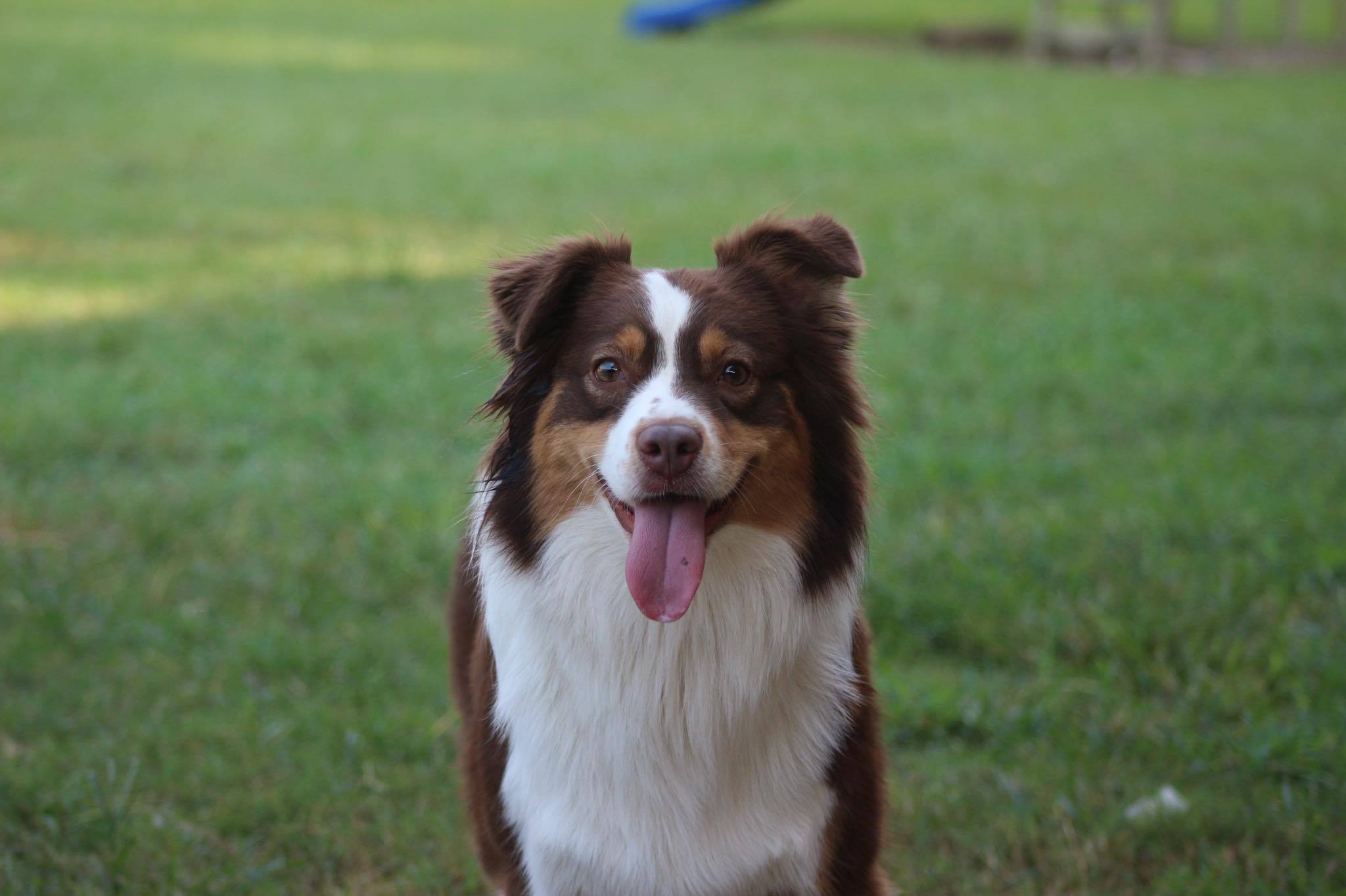 Triple S Aussies – AKC Australian Shepherds for sale in Mississippi ...